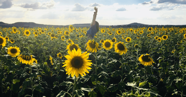 Recorridos campo de girasoles Guadalajara 2024 Tlajomulco San Sebastián Jalisco