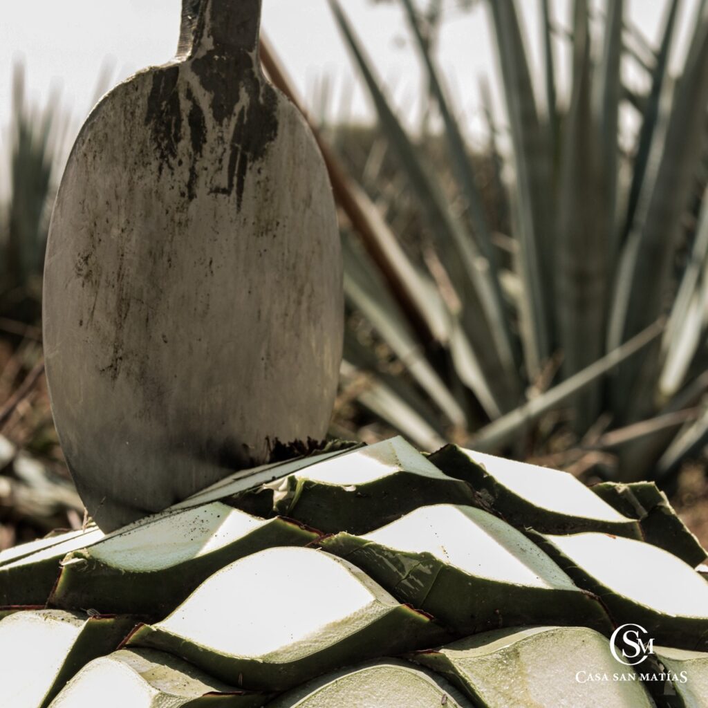 Conoce más de San Matías