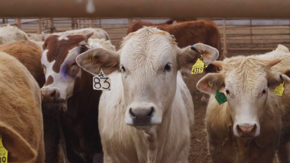 Sin casos de gusano barrenador, Coahuila refuerza controles para proteger exportaciones ganaderas