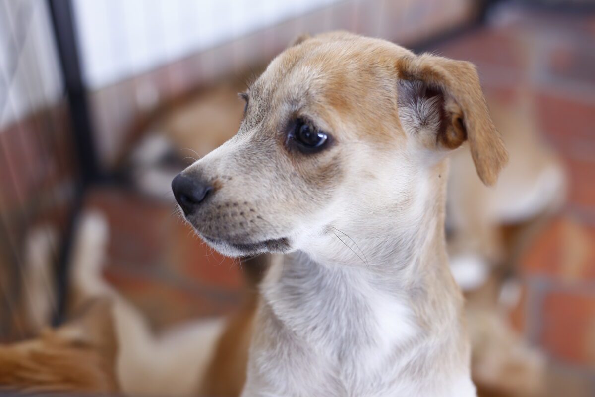 Amigos peludos en adopción por parte de la fundación