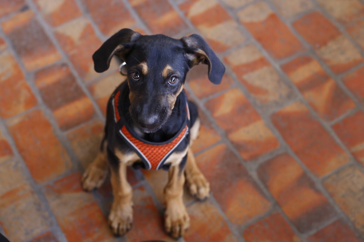 Lomitos listos para conseguir familia