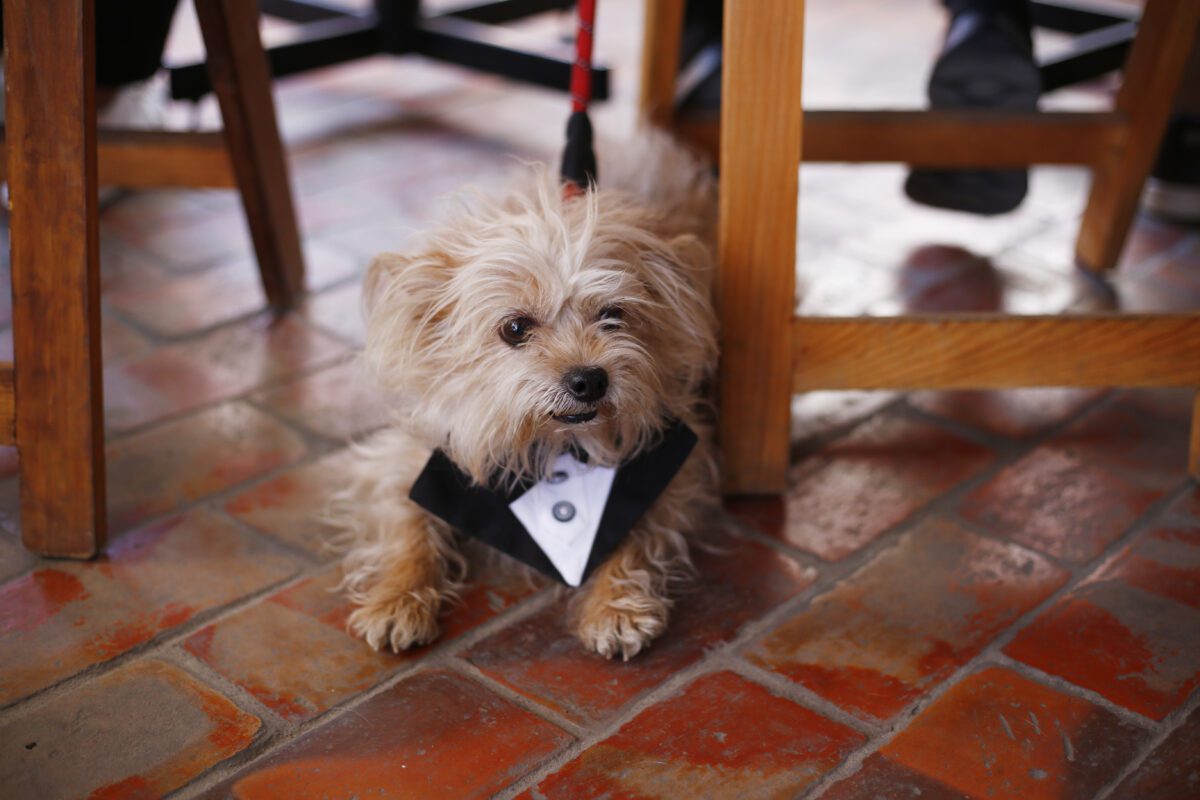 Adopta y se parte del cambio