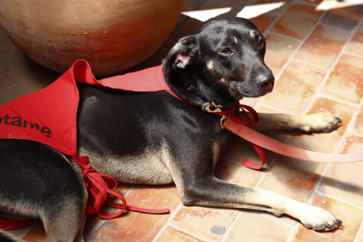 Perritos y gatos podrán utilizar uber