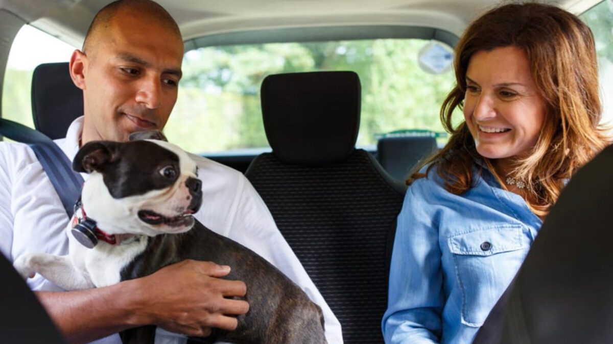 Uber Pet en Guadalajara: la movilidad evoluciona para incluir a toda la familia