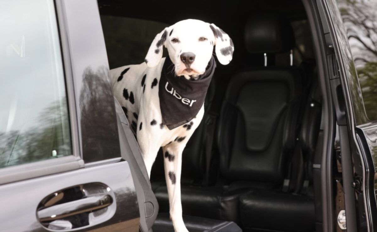 Guadalajara estrena Uber Pet: una ciudad cada vez más pet-friendly