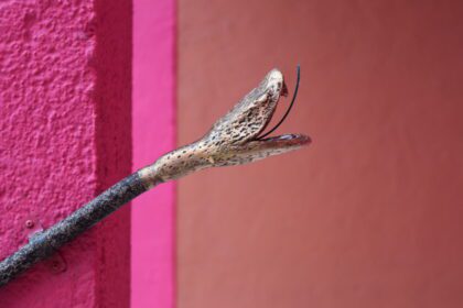 Obra de Carlos Lara en MARCO