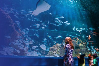 Acuario Michin Guadalajara lanza precios especiales por tiempo limitado