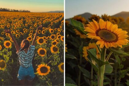 Visita el campo de girasoles más bonito y cercano a Guadalajara