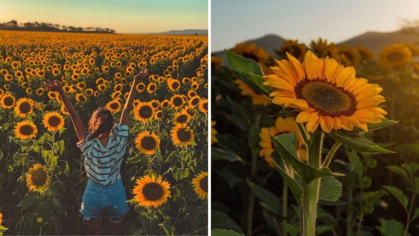 Visita el campo de girasoles más bonito y cercano a Guadalajara