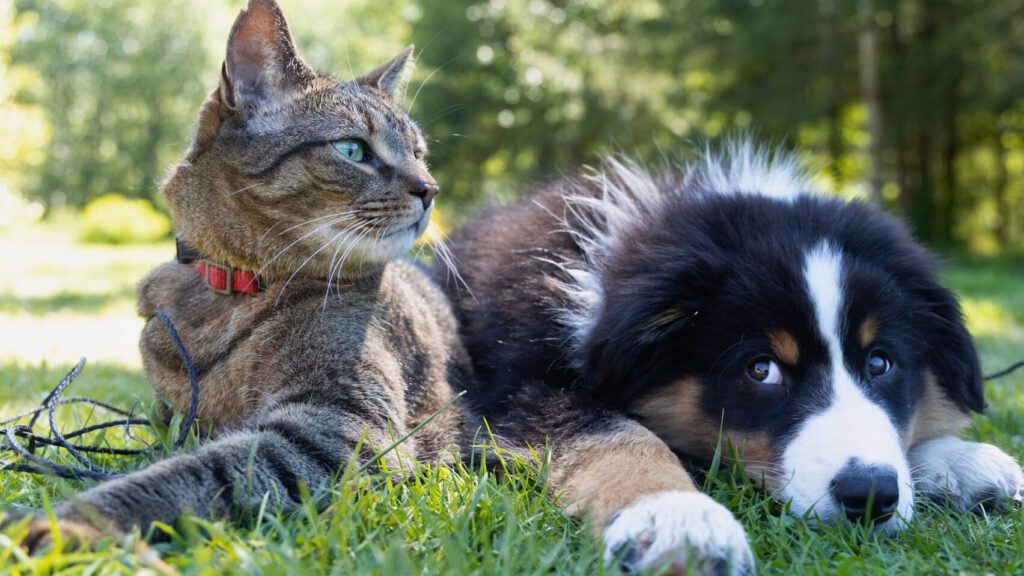 Saltillo anuncia campaña de esterilización a bajo costo