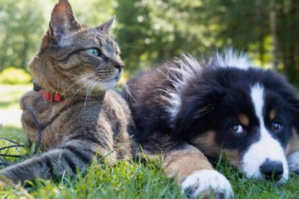 Saltillo anuncia campaña de esterilización a bajo costo