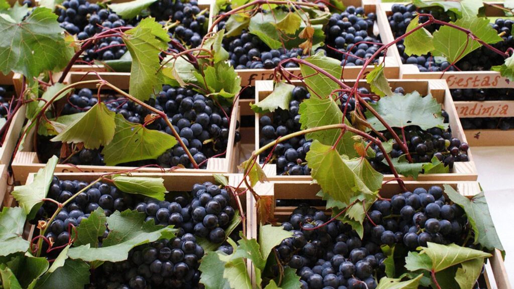 Feria de la Uva Cuatro Ciénegas 2025: Conoce los detalles