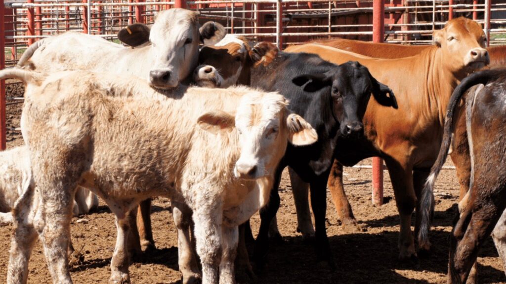 Exportación de ganado desde Coahuila a EU se reactivará este 18 de agosto