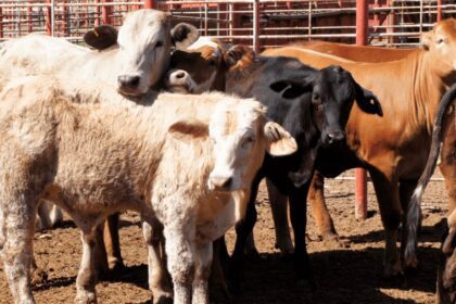 Exportación de ganado desde Coahuila a EU se reactivará este 18 de agosto