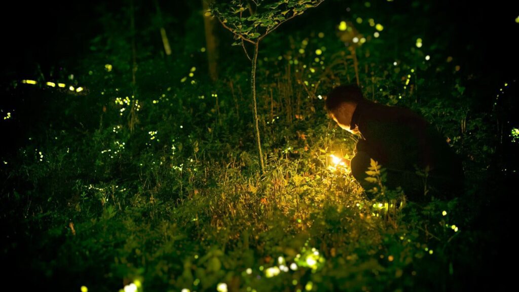 ¿Dónde ver luciérnagas en Guadalajara? Conoce los detalles