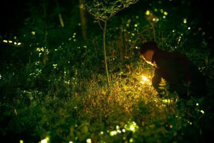 ¿Dónde ver luciérnagas en Guadalajara? Conoce los detalles