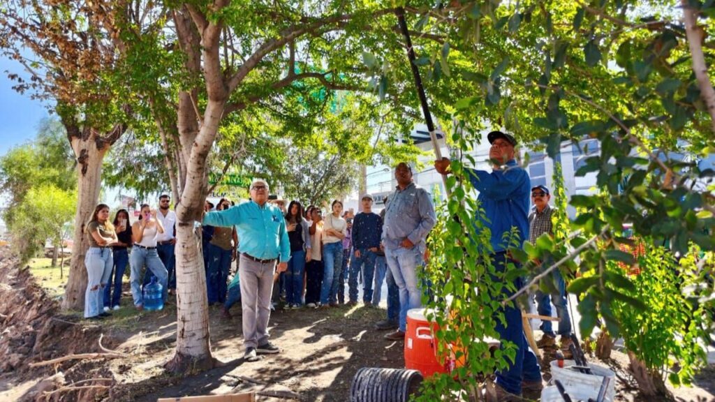 El proyecto Independencia-Abastos traerá alrededor de 490 árboles a Torreón