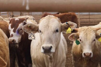 Presentan programa millonario para fortalecer la ganadería en Coahuila