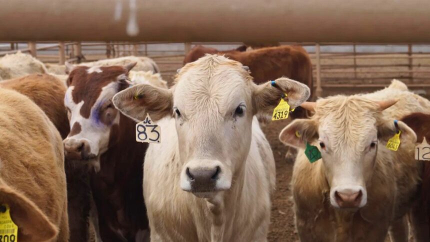 Presentan programa millonario para fortalecer la ganadería en Coahuila