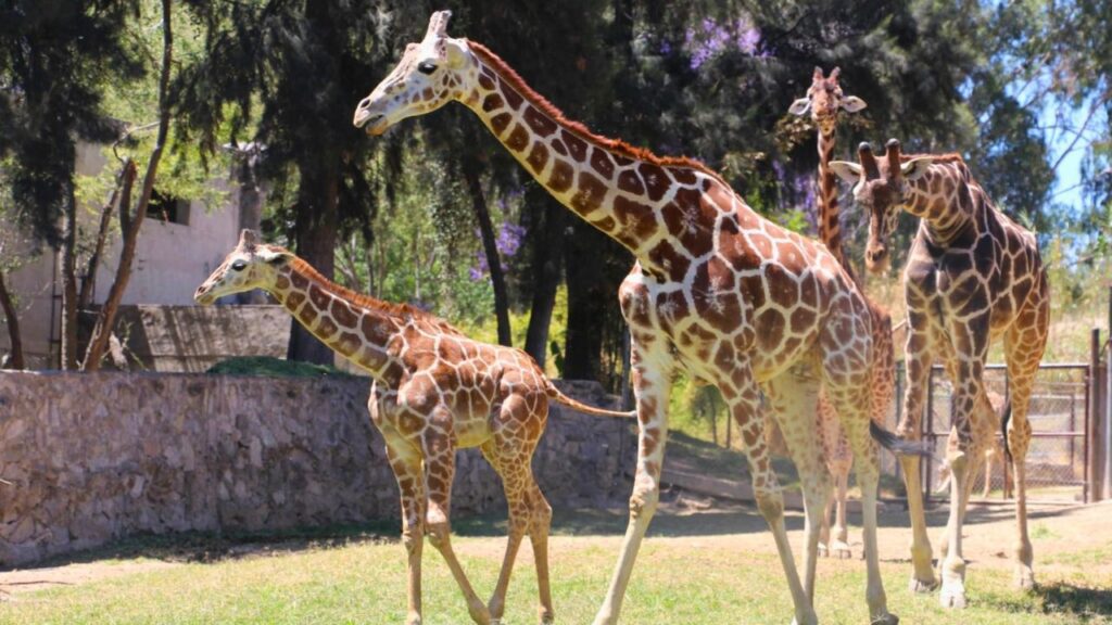 Promoción especial en el Zoológico Guadalajara por su 37 aniversario