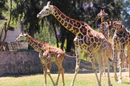 Promoción especial en el Zoológico Guadalajara por su 37 aniversario