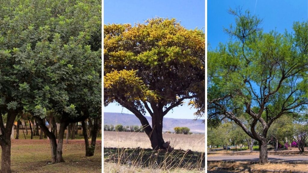Estos son los árboles que llegan a Torreón como parte del Sistema Independencia-Abastos