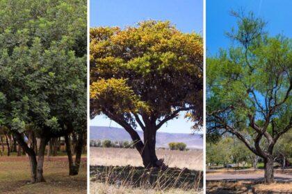 Estos son los árboles que llegan a Torreón como parte del Sistema Independencia-Abastos