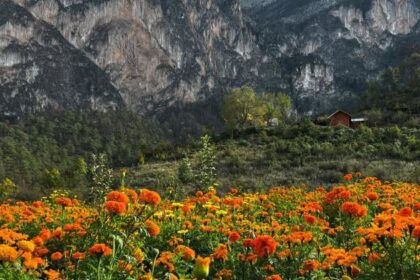Jardín de Cempasúchil “El Venadito”