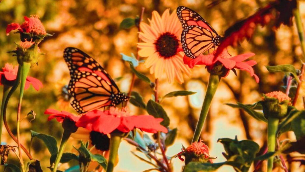 Festival Paso de la Mariposa 2025: El arte y la tradición llenarán el Centro Histórico de Saltillo