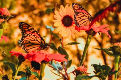 Festival Paso de la Mariposa 2025: El arte y la tradición llenarán el Centro Histórico de Saltillo