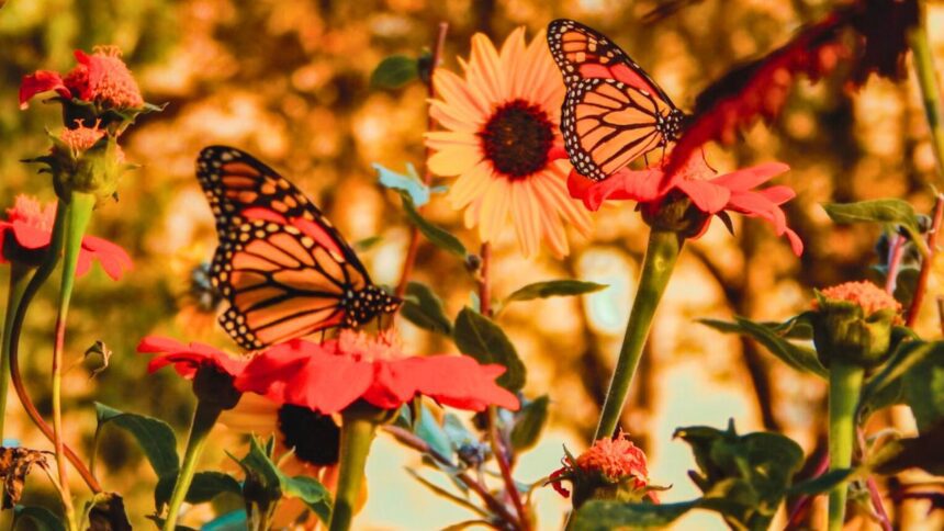 Festival Paso de la Mariposa 2025: El arte y la tradición llenarán el Centro Histórico de Saltillo