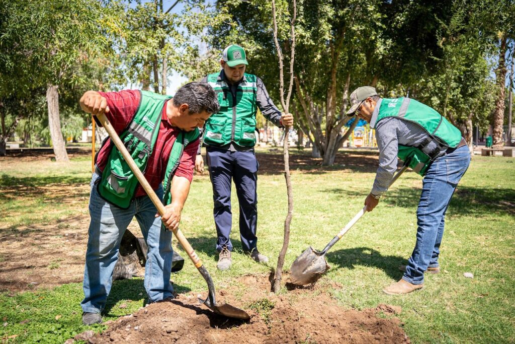 Reforestación en Torreón supera los 18 mil árboles