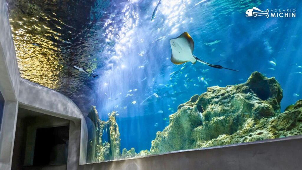 Acuario Michin sorprende con promoción navideña desde 99 pesos