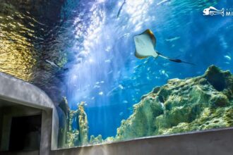 Acuario Michin sorprende con promoción navideña desde 99 pesos