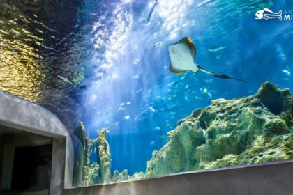 Acuario Michin sorprende con promoción navideña desde 99 pesos