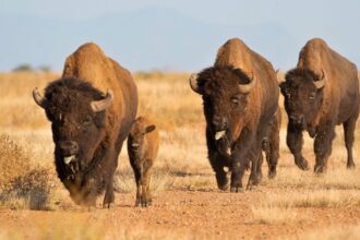 Regresa el bisonte a Coahuila tras 160 años