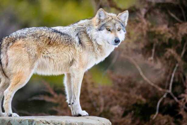 Saltillo, pieza clave en la preservación del lobo gris mexicano