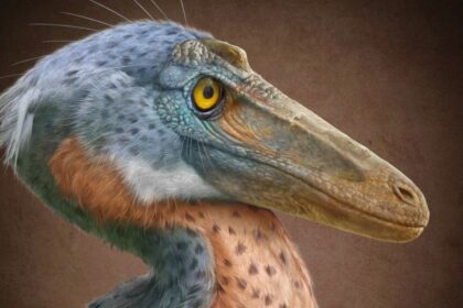 Xenovenator espinosi llega al MUDE de Saltillo