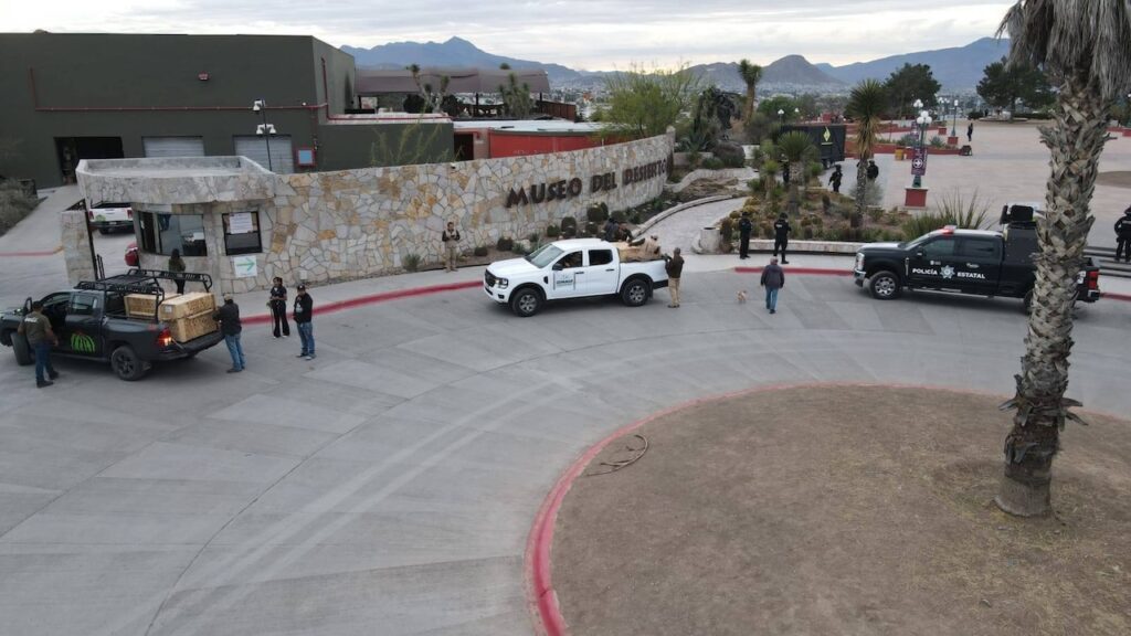 Llegan lobos grises mexicanos al Museo del Desierto de Saltillo