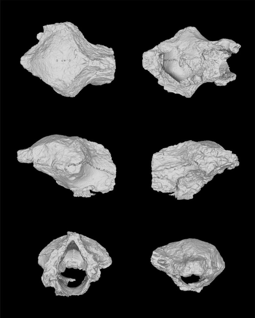 El MUDE de Saltillo suma a Xenovenator espinosi, un dinosaurio descubierto en Coahuila