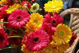 Desfile de Primavera en La Laguna 2026: horario y recorrido