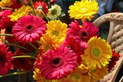 Desfile de Primavera en La Laguna 2026: horario y recorrido