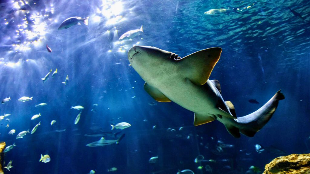 Semana Santa 2026 Guadalajara: Acuario Michin boletos 129 pesos