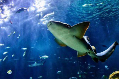 Semana Santa 2026 Guadalajara: Acuario Michin boletos 129 pesos