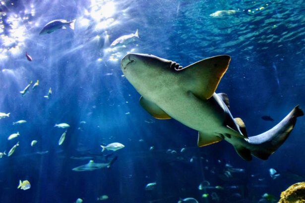 Semana Santa 2026 Guadalajara: Acuario Michin boletos 129 pesos