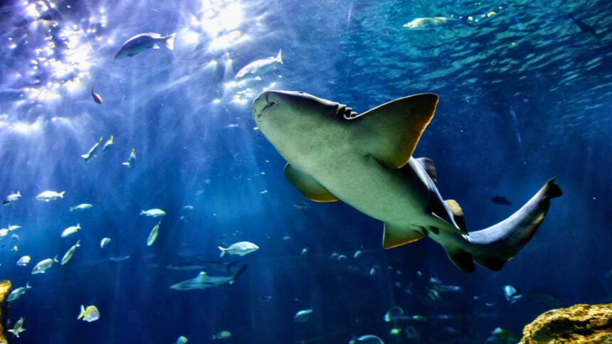 Semana Santa 2026 Guadalajara: Acuario Michin boletos 129 pesos