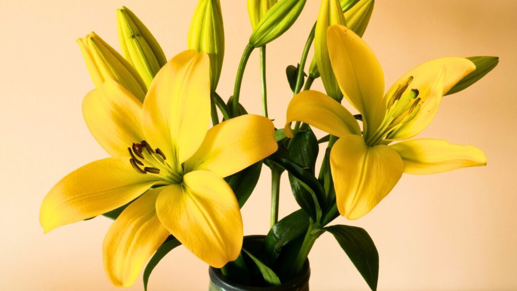 Flores amarillas: 5 alternativas chic para regalar este 21 de marzo