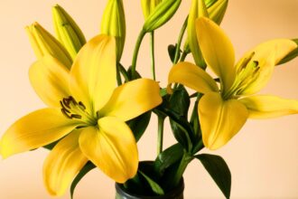 Flores amarillas: 5 alternativas chic para regalar este 21 de marzo