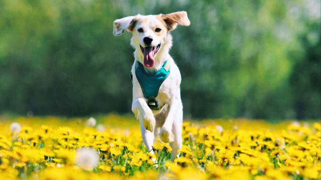 ¿Cómo proteger a tus mascotas en Torreón ante las altas temperaturas?