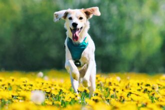 ¿Cómo proteger a tus mascotas en Torreón ante las altas temperaturas?